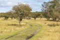 A car track meanders through the trees in the varied dune area of Ã¢â¬â¹Ã¢â¬â¹the Amsterdamse Waterleidingduinen